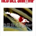 ビーシュリンプ専門情報誌 RED BEE SHRIMP Vol.02